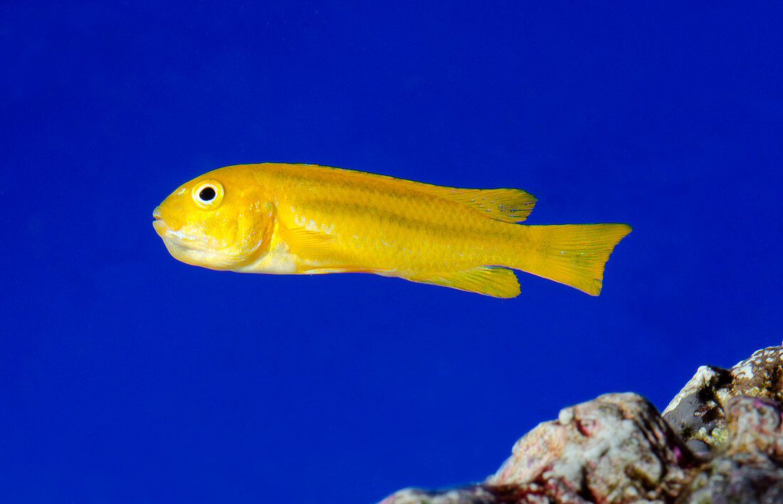Yellow clown goby or Okinawa goby