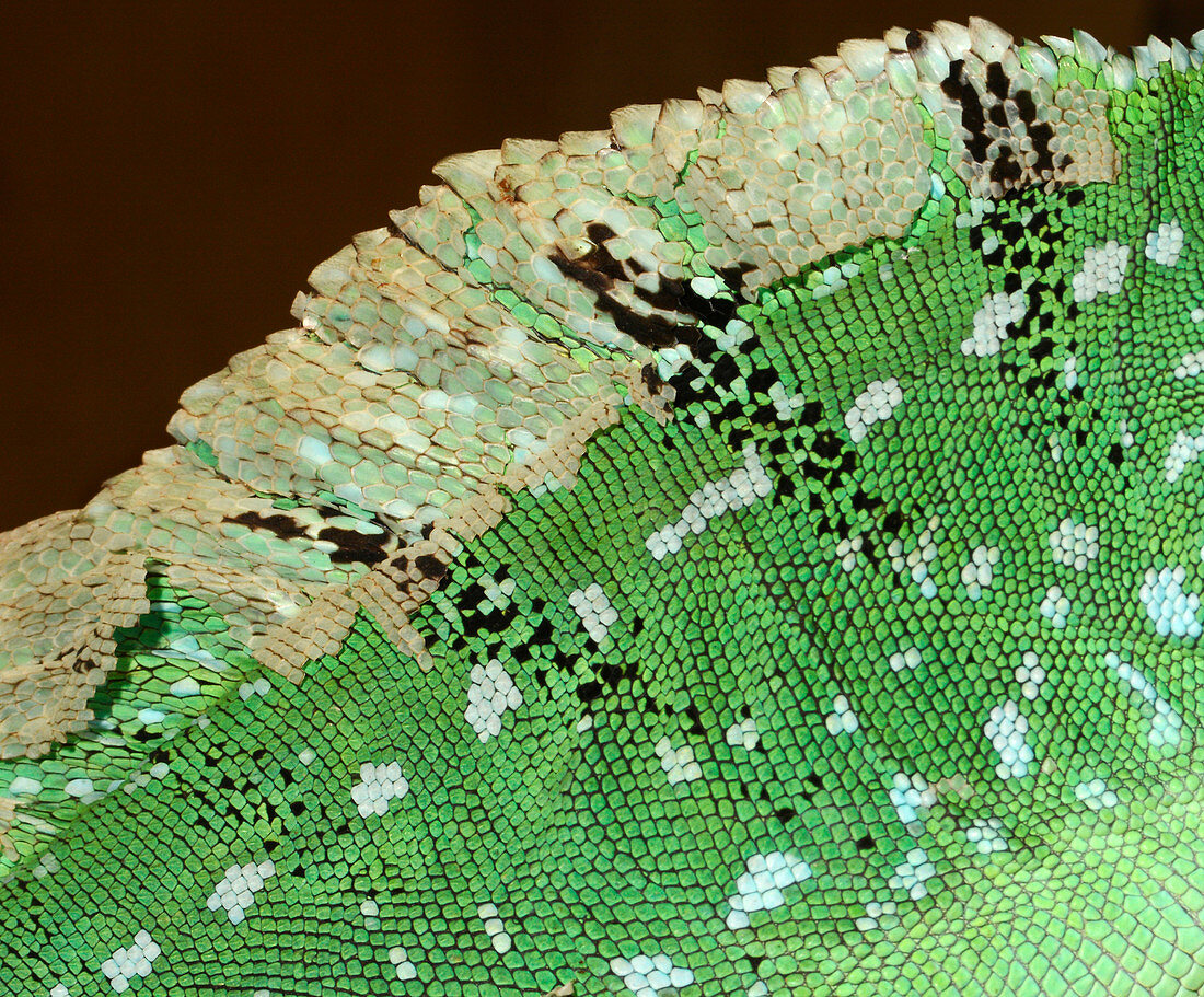 Green basilisk lizard skin pattern