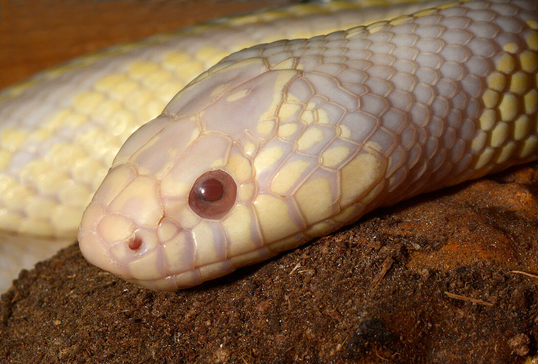 Albino Californian King Snake