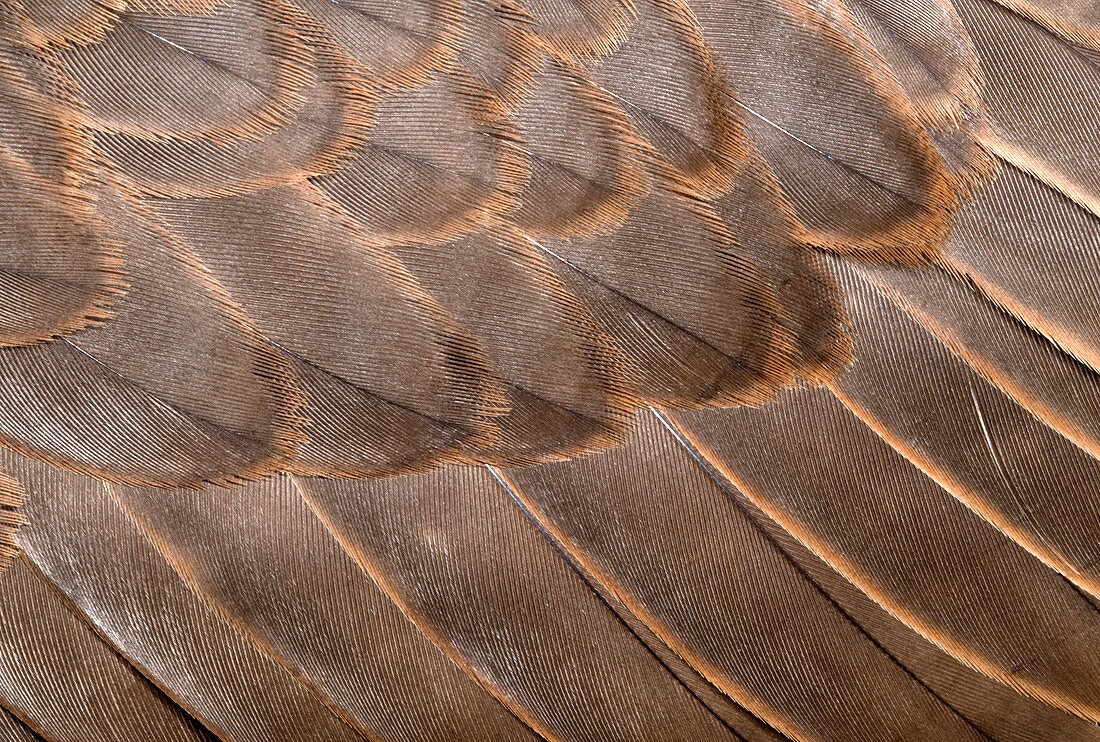 Lanner falcon wing feathers abstract