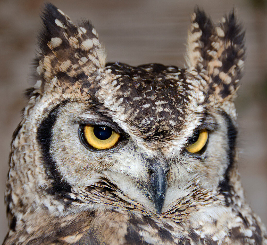 Spotted eagle owl or African eagle owl