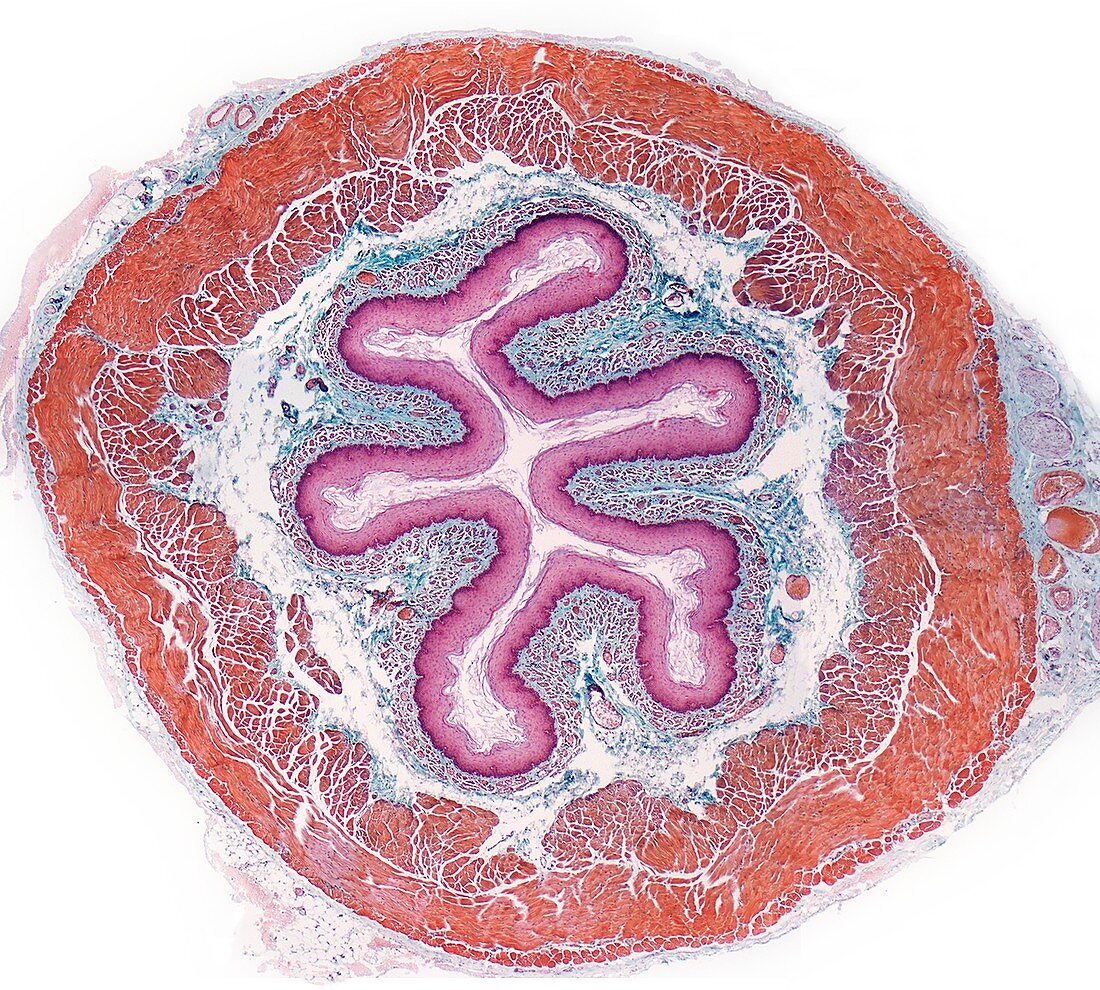 Oesophagus,light micrograph