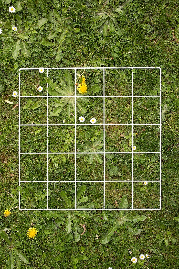Quadrat on a lawn with weeds