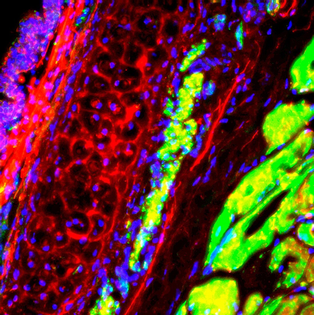 Trachea,fluorescent micrograph