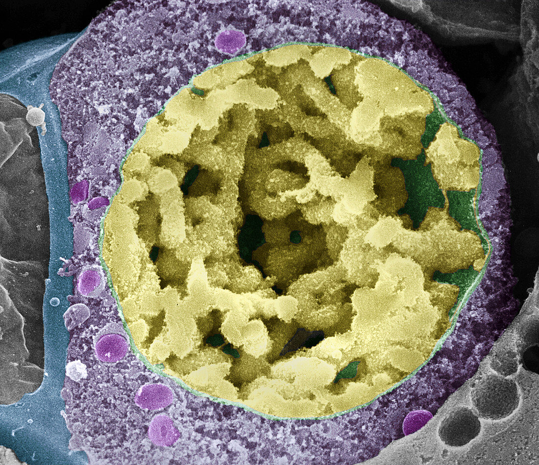 Dividing pollen cell,SEM