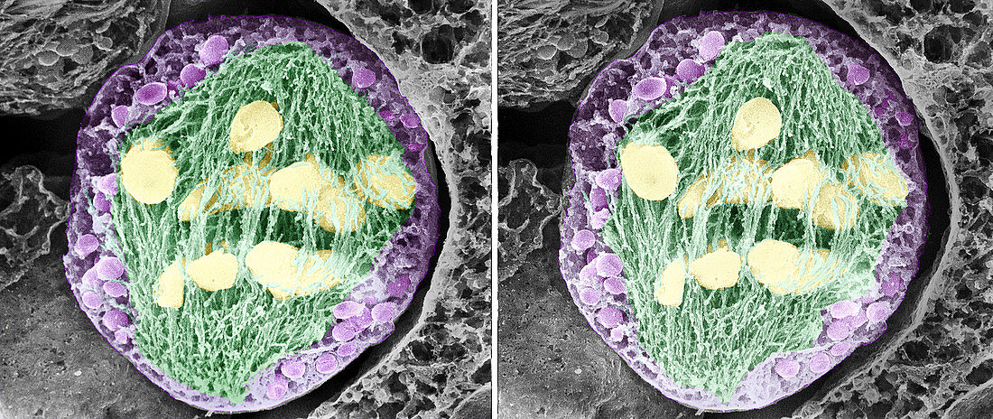 Dividing pollen cell,stereoscopic SEM