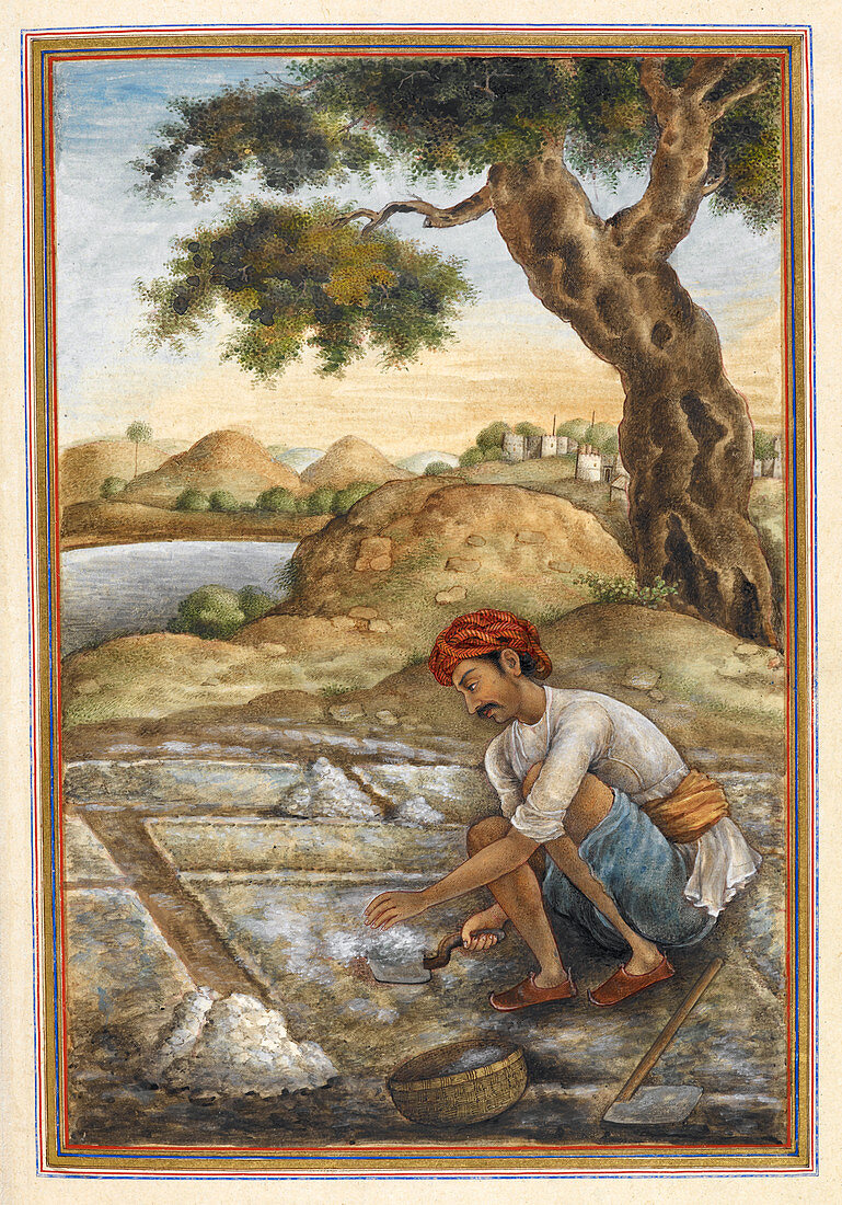 Lunia salt-digger,illustration