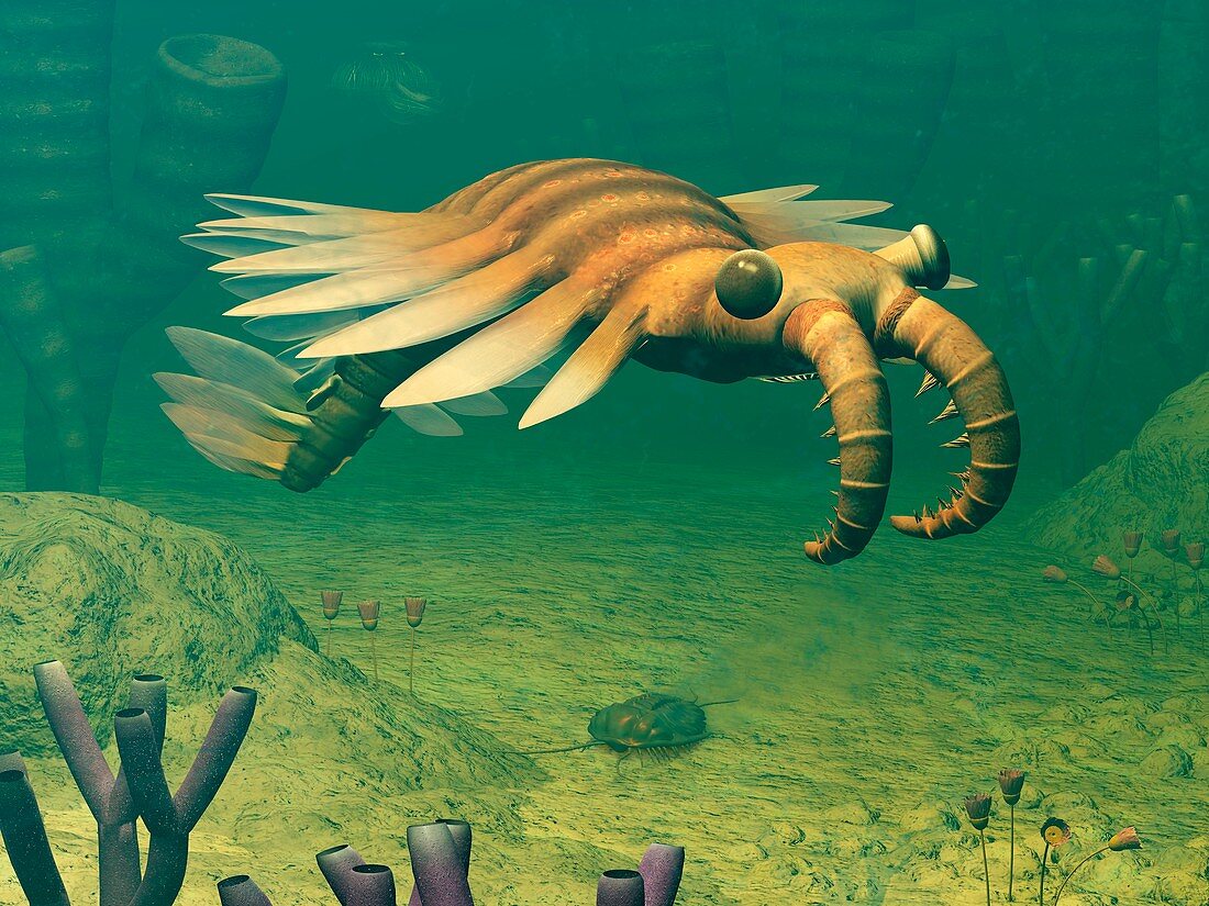Anomalocaris prehistoric marine animal