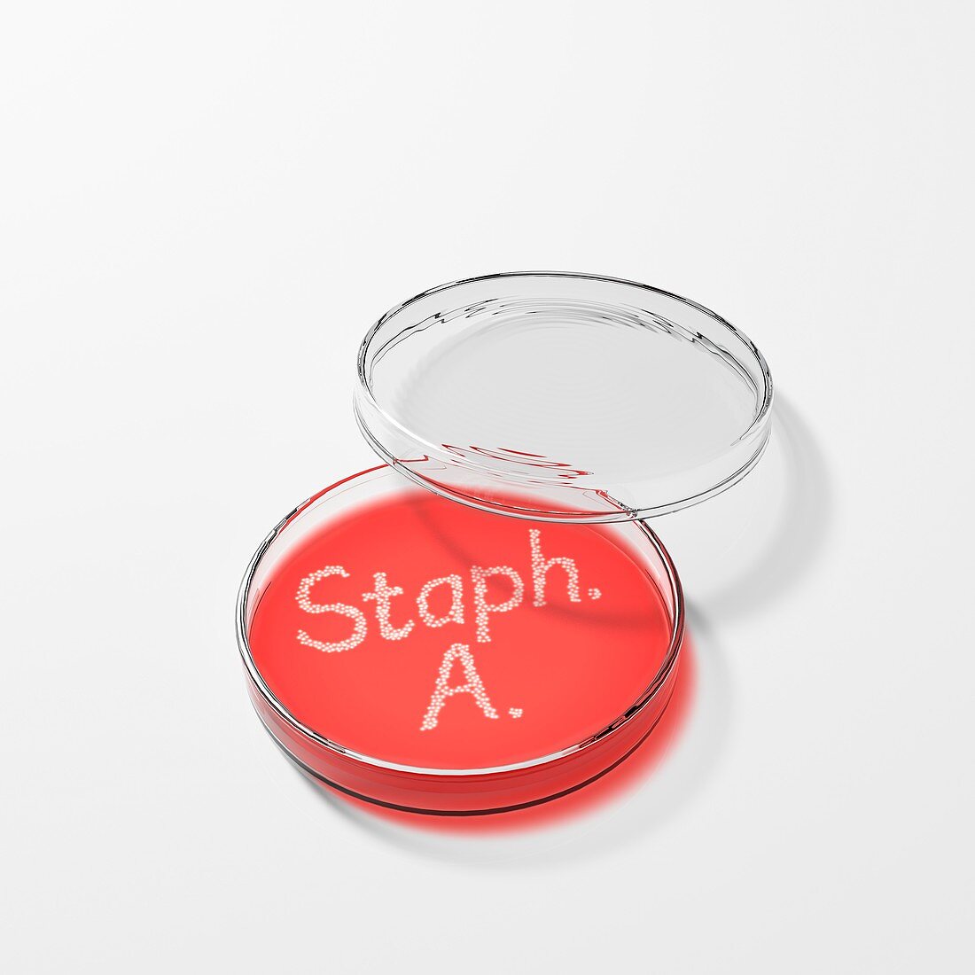 Staphylococcus aureus in a petri dish