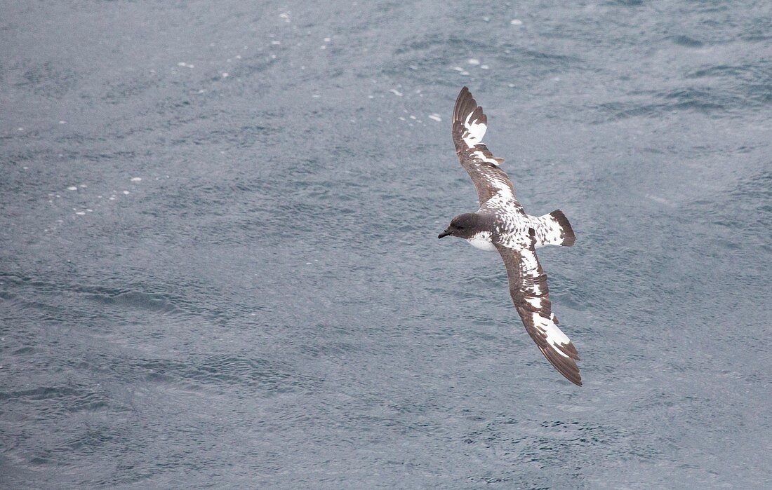 A Cape Petrel flying in the Drake Passage