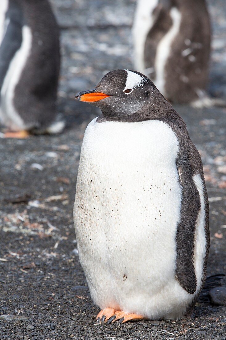 A Gentoo Penguin on Prion Island
