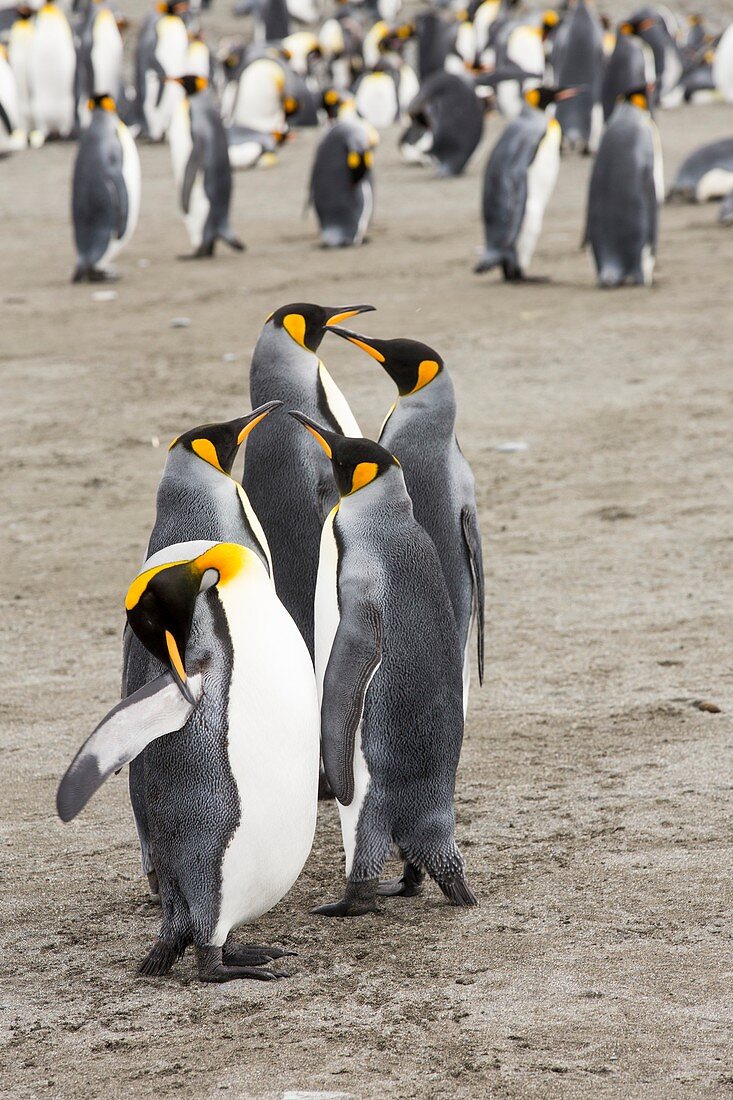 King Penguin colony on Salisbury Plain