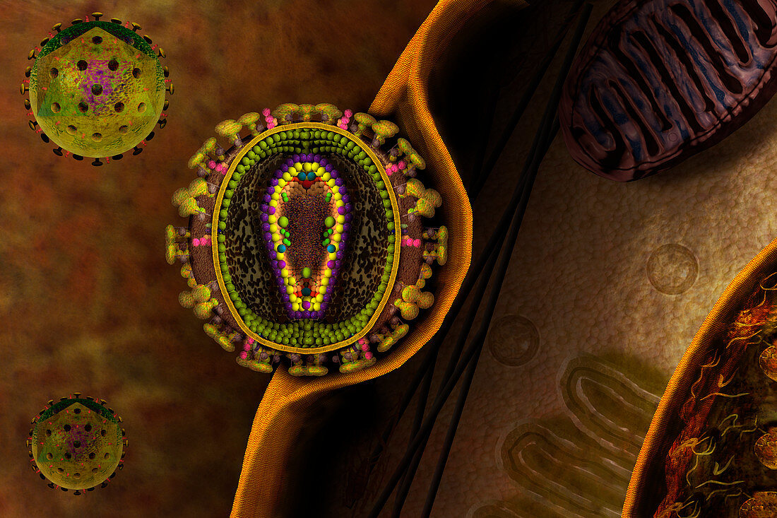 HIV particle,illustration