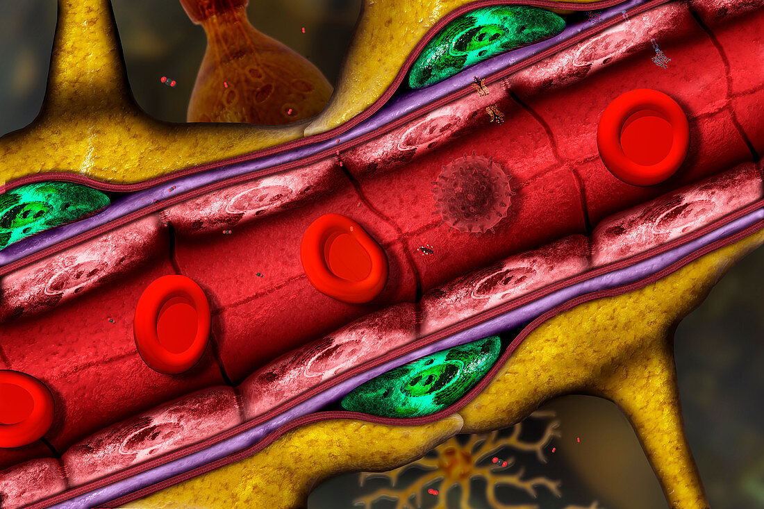 Blood-brain barrier,illustration