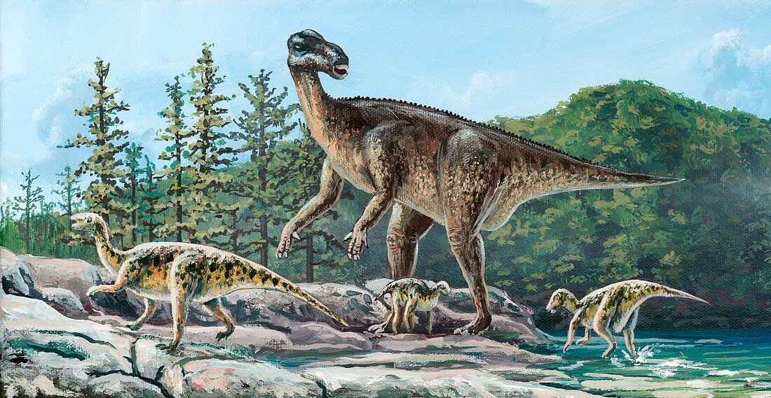 Iguanodon,illustration