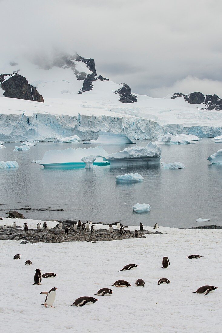 Icebergs off Curverville Island