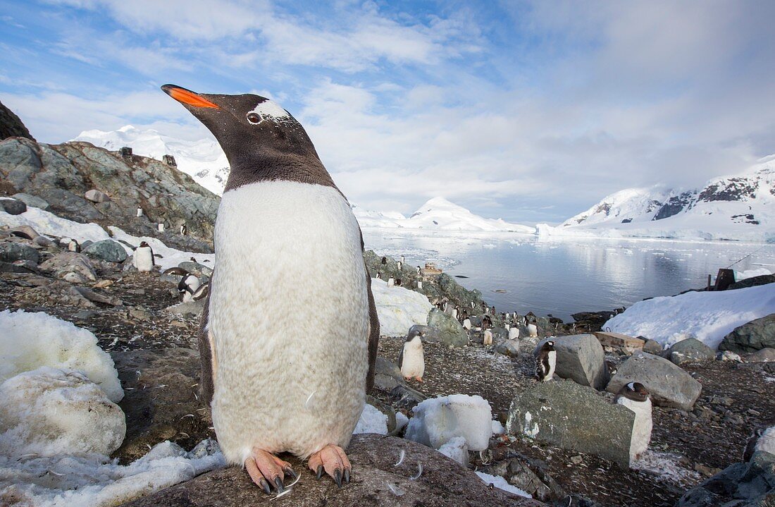 Gentoo Penguins