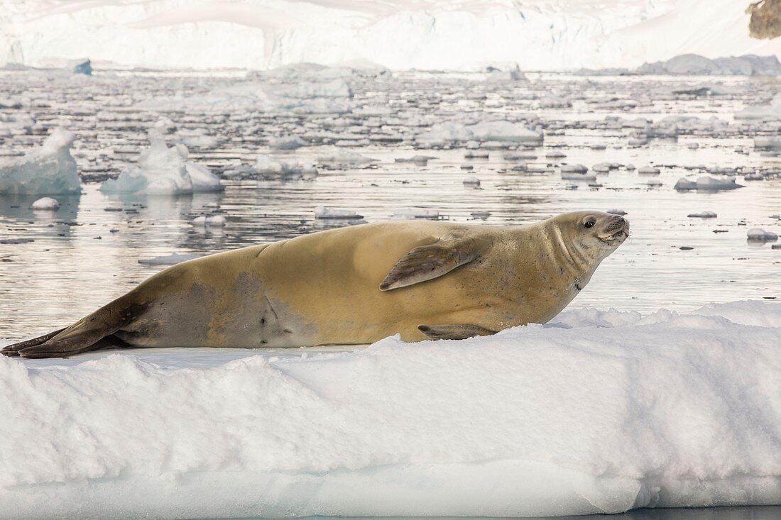 Crabeater Seal