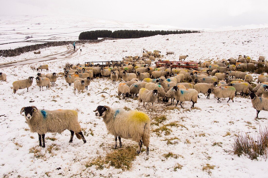 Sheep feeding on hay