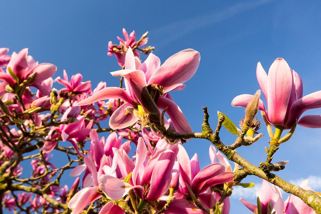 A flowering Magnolia tree