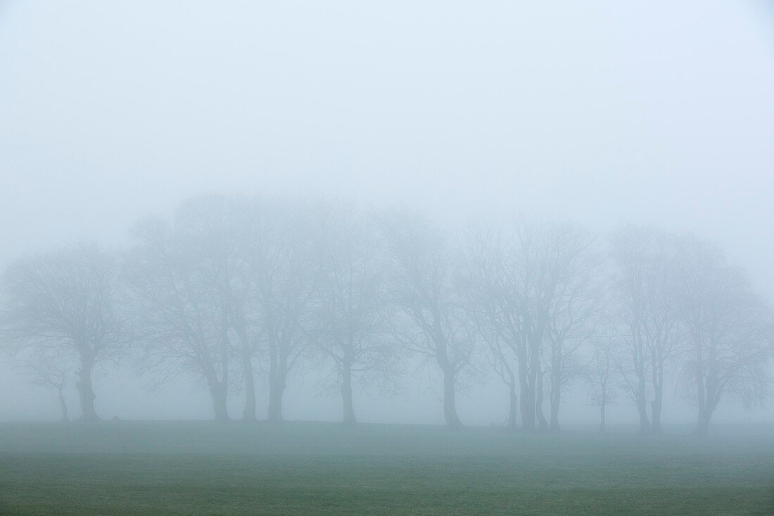 Mist over trees near Biggar,Scotland,UK