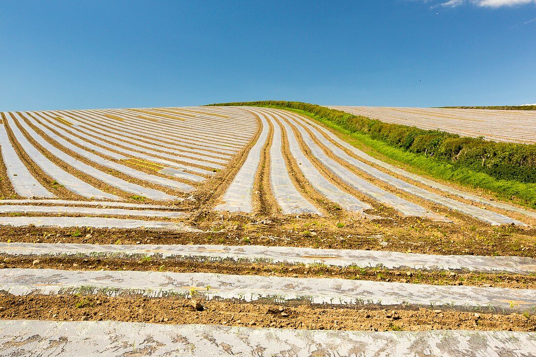 A crop covered in rows of plastic