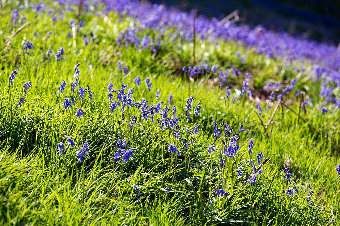 Bluebells on Loughrigg Terrace