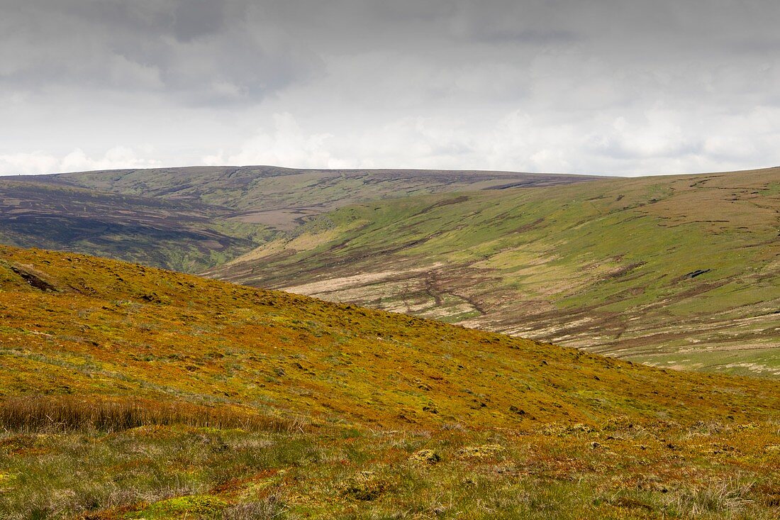 Moorland in the forest of Bowland