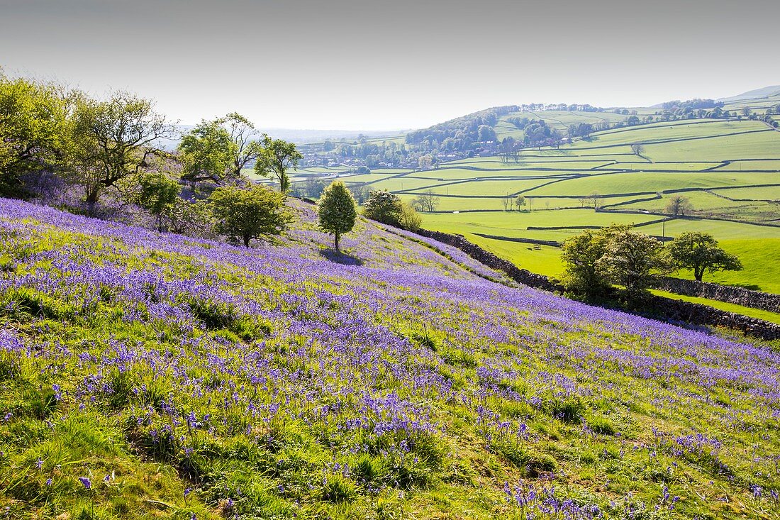 Bluebells growing on a limestone hill