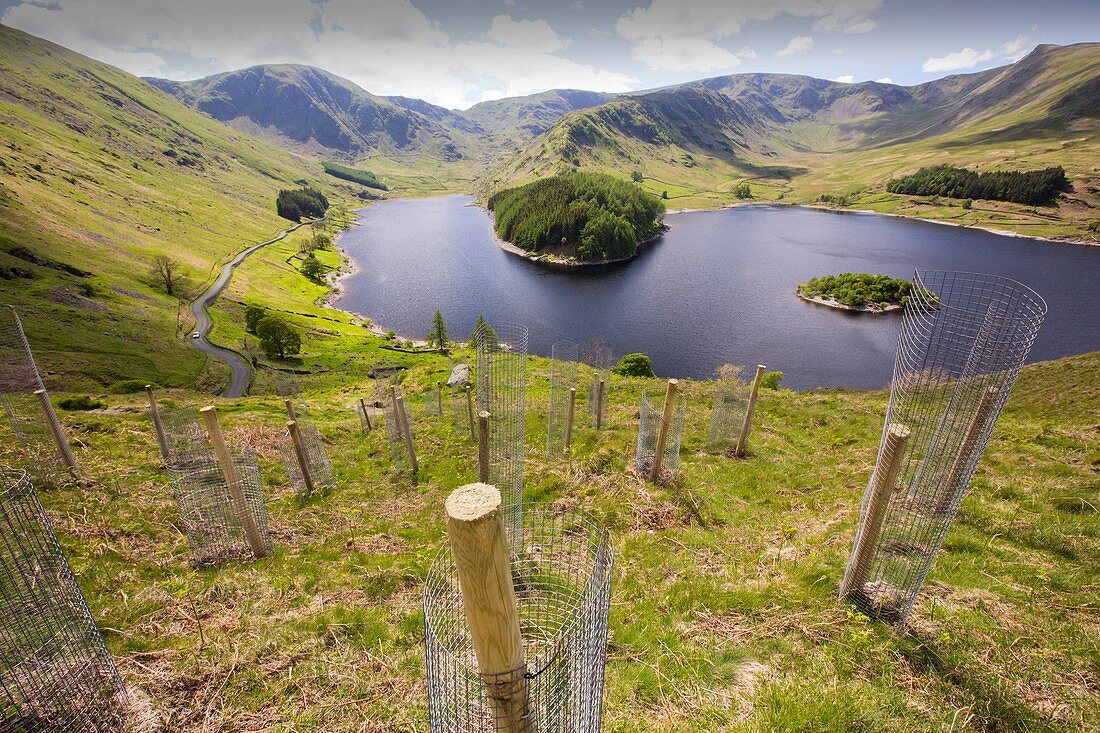 Tree planting at Haweswater