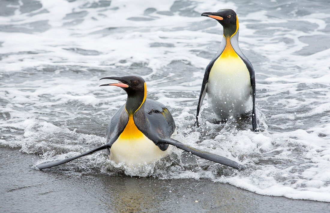 King Penguins emerge from a fishing trip