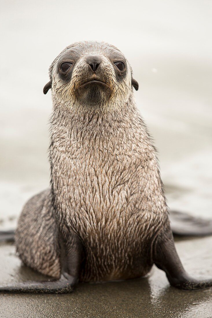 A female Antarctic Fur Seal