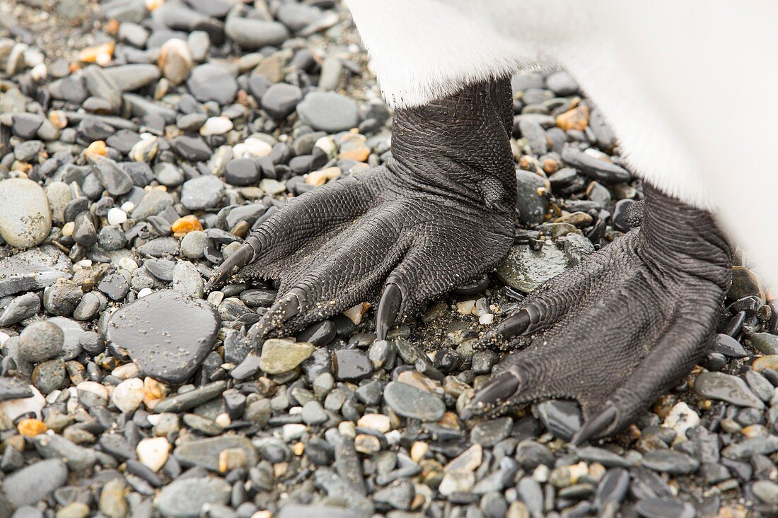 close up of King Penguin feet
