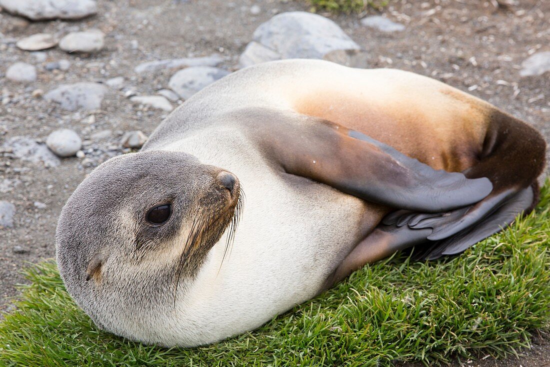 A female Antarctic Fur Seal