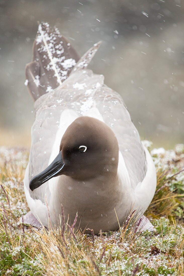 A Light Mantled Albatross