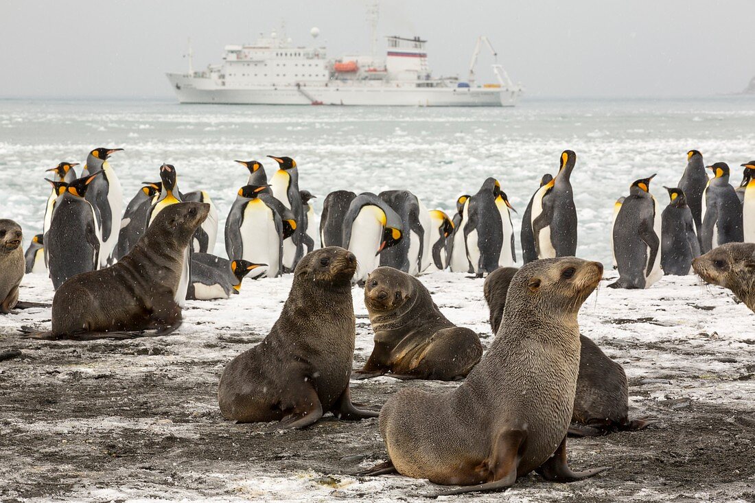Antarctic Fur Seals and King Penguins