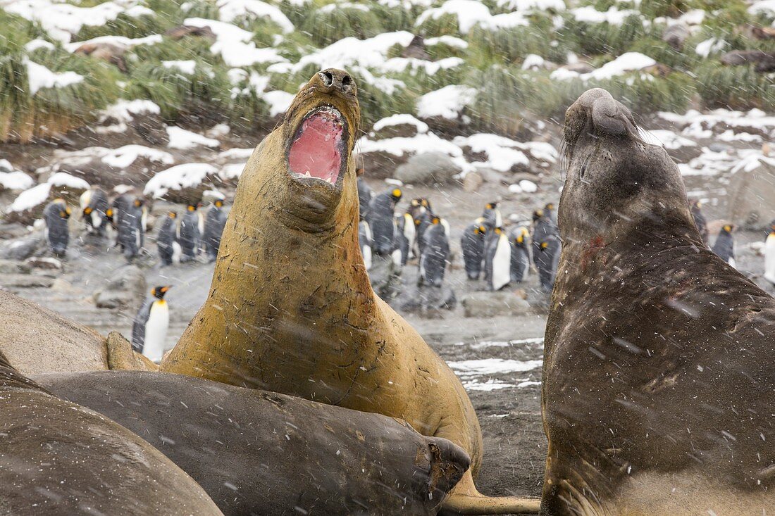 Large bull Southern Elephant Seal