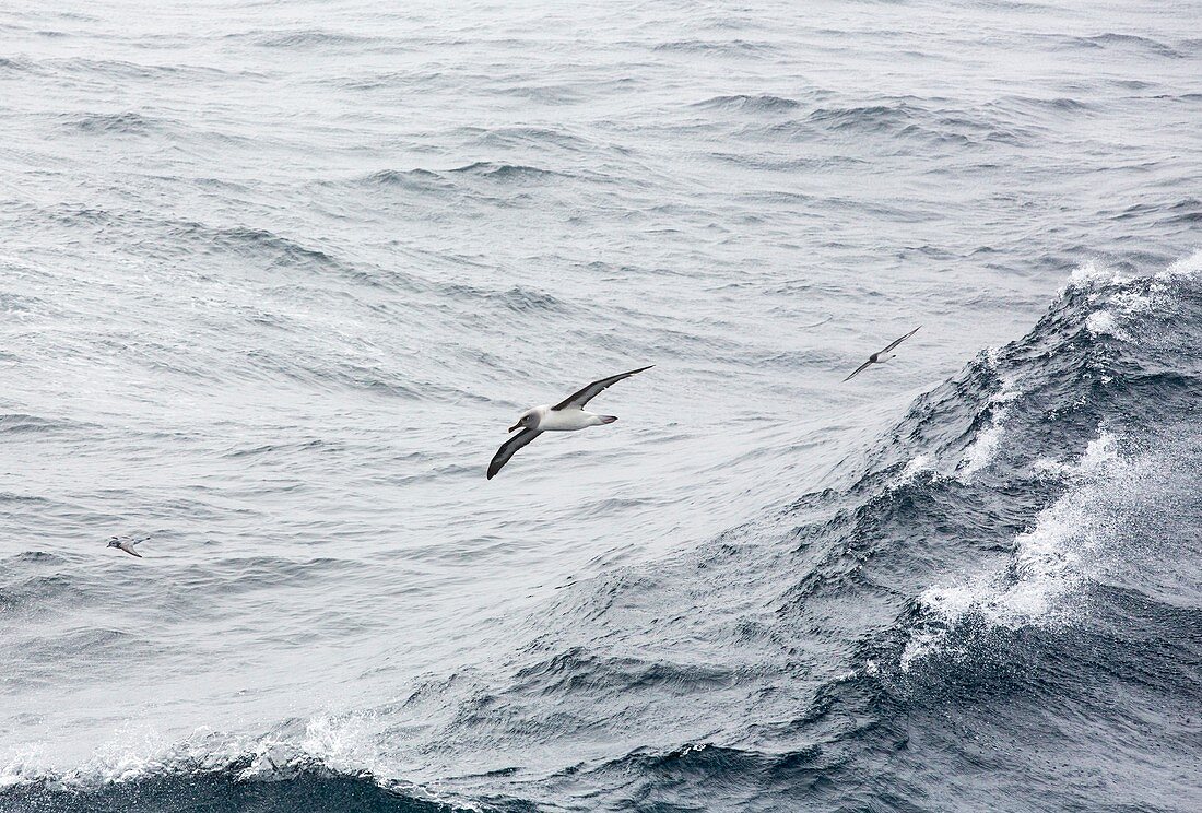 A Grey Headed Albatross