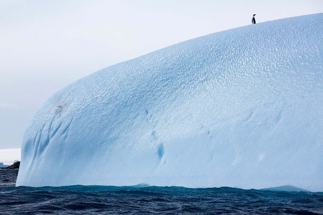 An Adelie Penguin on an iceberg