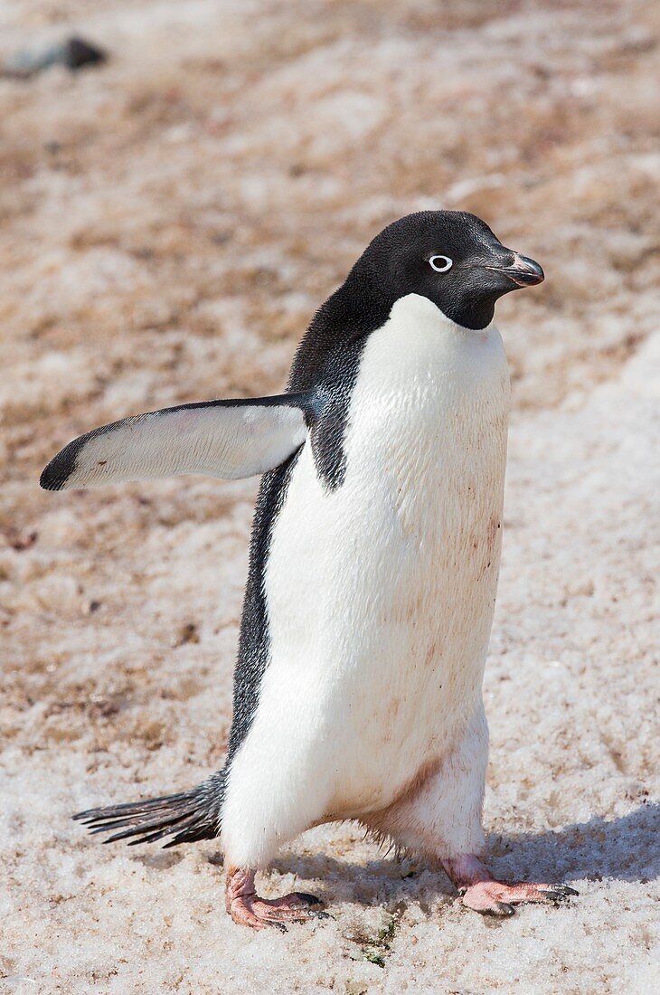 Adelie Penguins