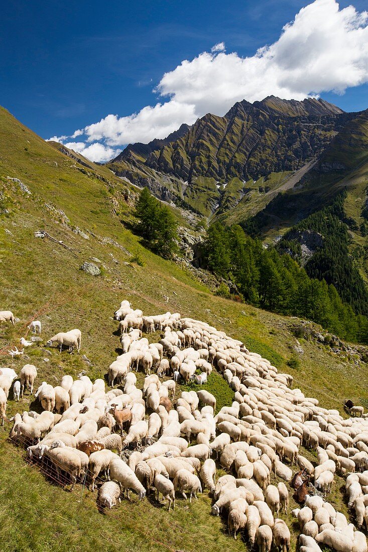 A flock of sheep by the Refuge Bertone