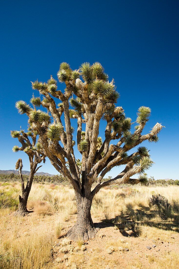 Joshua Trees,Yucca brevifolia