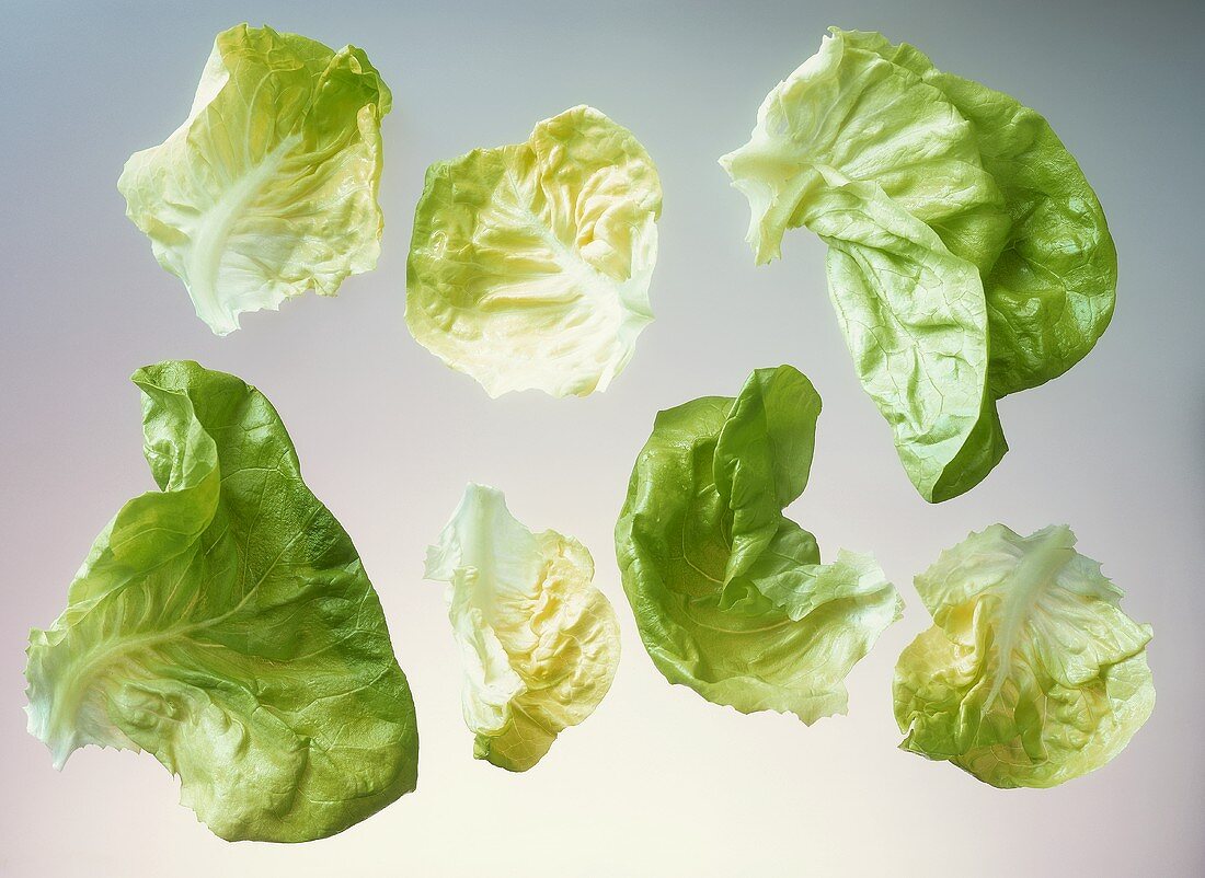 Lettuce Leaves