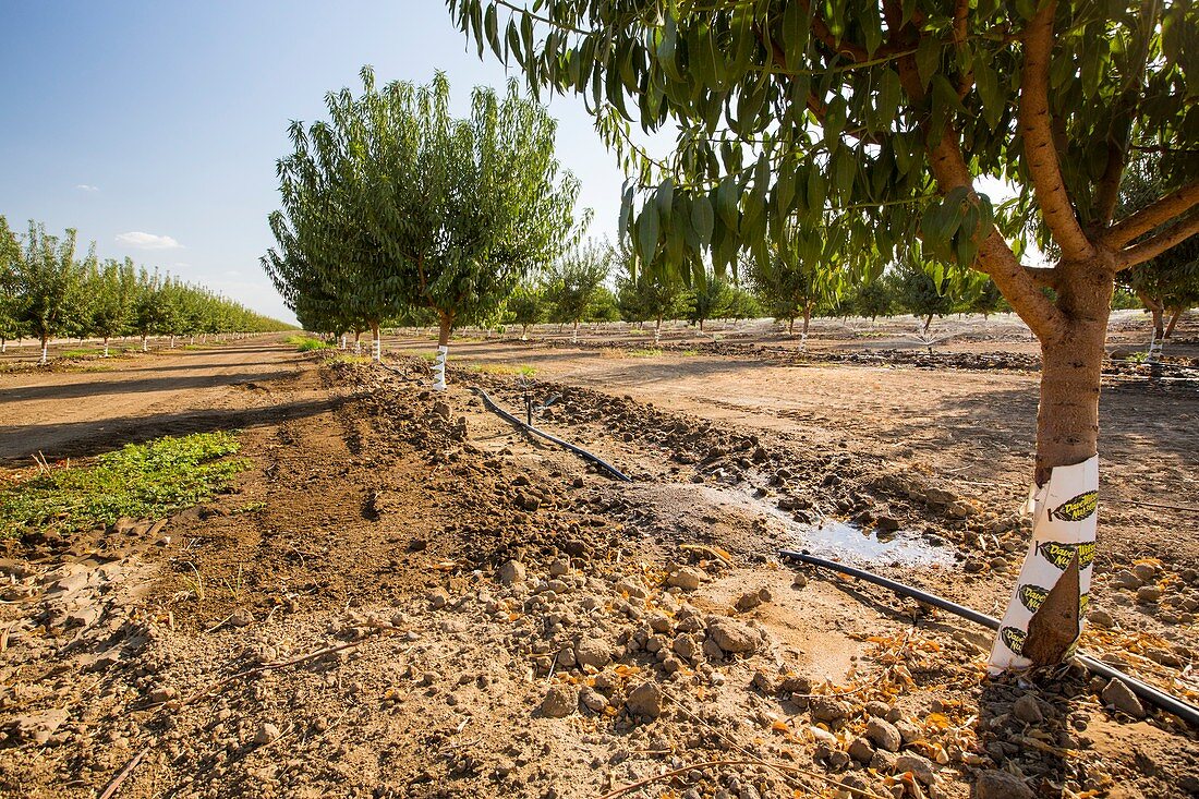Almond trees being irrigated