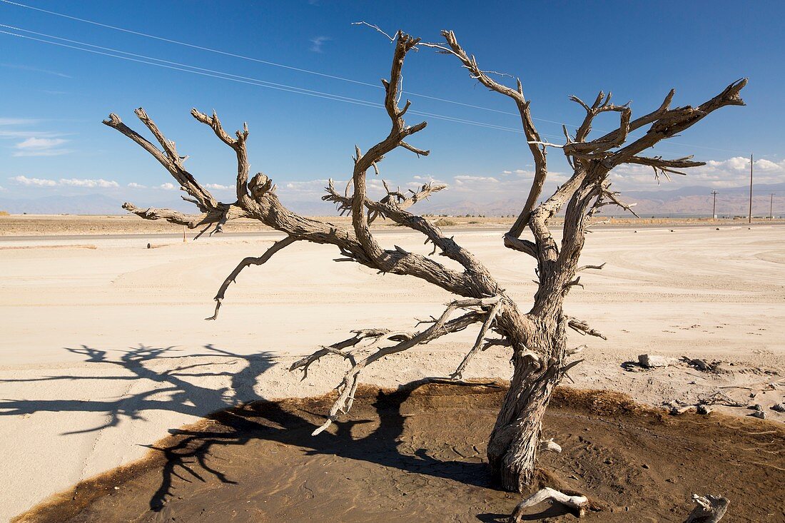 Tree killed by drought,California,USA