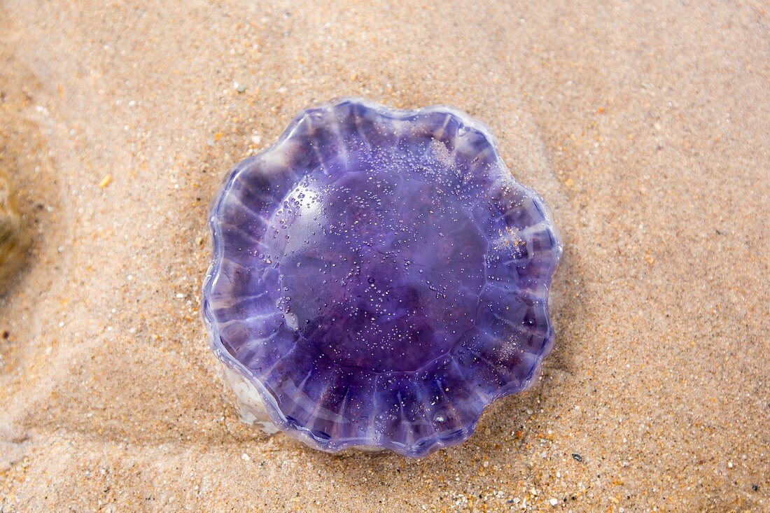A purple jellyfish