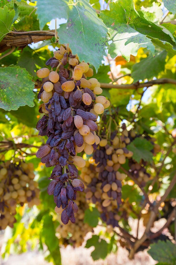 Grapes growing in Bakersfield