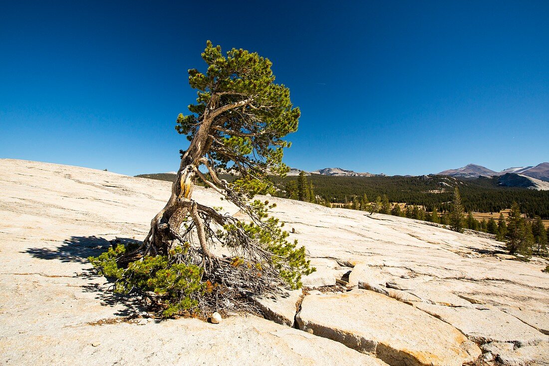 A granite dome in Yosemite