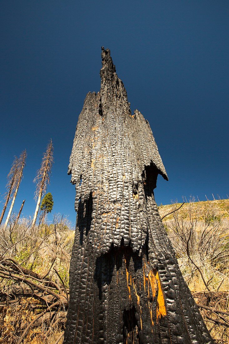 Wildfire damage in Yosemite