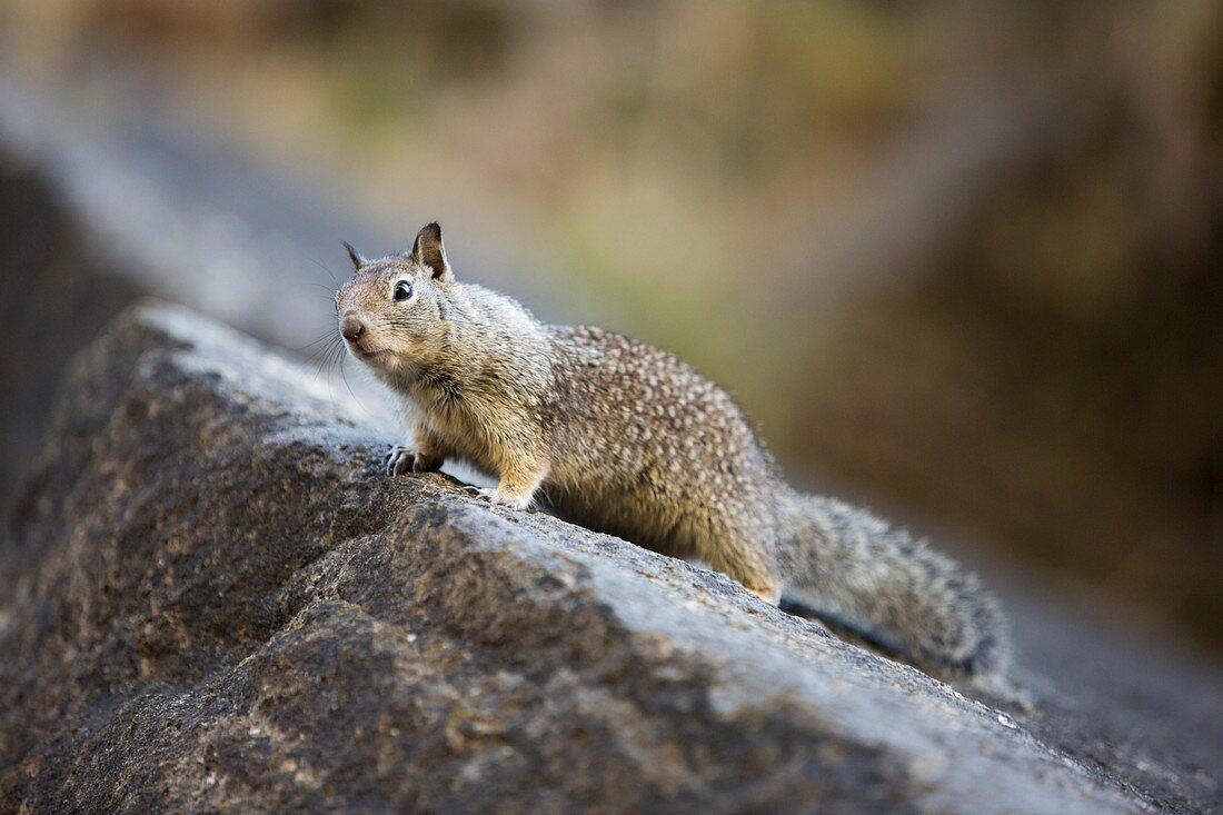 A Californian Ground Squirrel